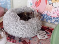 -糯米喵星人总部直营旗舰店·猫舍·幼猫出售