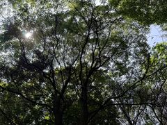 -铁山坪森林公园