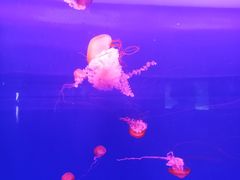 -多彩贵州城极地海洋世界