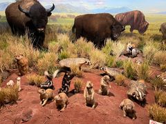 -陕西自然博物馆