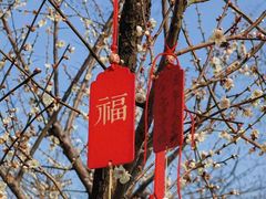 -香雪海
