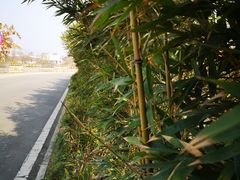 -空港花田景区