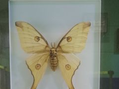 -上海昆虫博物馆