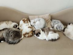 -怪兽屋·羊驼·猫咖·狗咖(俊华广场店)