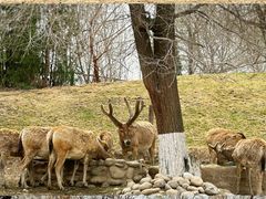 -北京野生动物园