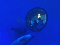 -海合安青岛极地海洋公园