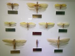 -上海昆虫博物馆