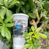 我宣布，Blueglass 黑芝麻系列就是我的神