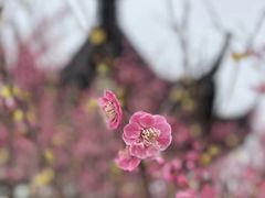 -香雪海