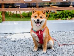 -J Create城市露营咖啡·简餐·宠物(上海动物园店)