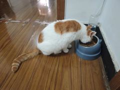 -纳吉亚猫专科动物医院博雅分院