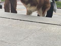 -观音桥步行街