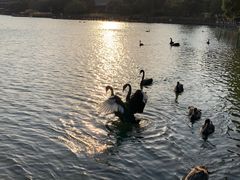 -五缘水乡酒店兰轩中餐厅