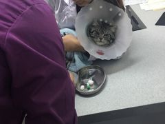 -达爱动物医院·犬猫分区·CT·复杂眼科(远洋山水分院)