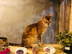 -猫色咖啡·猫咖