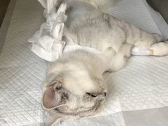 -宠福鑫动物医院·动物疾病诊疗中心(天通苑店)