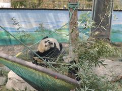 -上海野生动物园