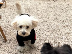 -J Create城市露营咖啡·简餐·宠物(上海动物园店)