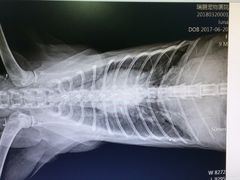 -瑞鹏宠物医院·骨科·猫科·内科(第一中心)