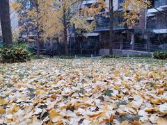 -龙湖·春森彼岸