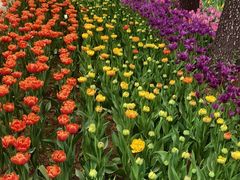 -洛阳郁金香牡丹园