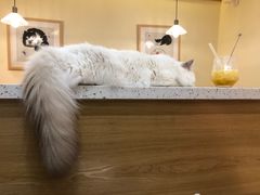 -滚猫咖啡·猫咖·猫友好撸猫(未来城店)