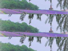 -大塘金香草谷