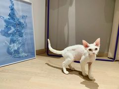 -Pets First伊珊娜洗护·精致美容·家庭式寄养(新会路店)