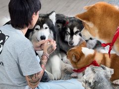 -Dog in Town Ekkamai