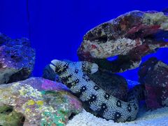 -上海海洋水族馆