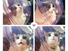 -乐派堂宠物医院·猫友好· 心脏科(东街店)