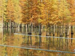 -白鹭湾湿地公园