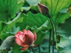 -野鸭湖国家湿地公园