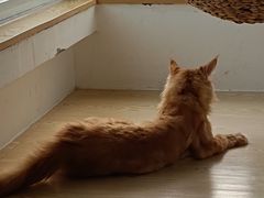 -Heymao猫咖.咖啡厅(东门店)