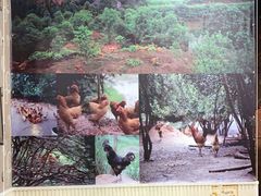 -杨记山珍鸡煲菌汤锅