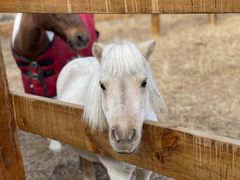 -北京群众马术培训基地