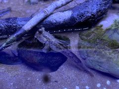 -上海海洋水族馆