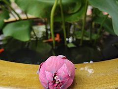 -龙华寺