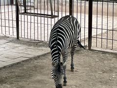 -青藏高原野生动物园