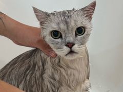 -momokira米努特·德文卷毛猫·棉花面纱犬