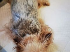 -北京观赏动物医院·24小时大型综合·猫专科·异宠专科