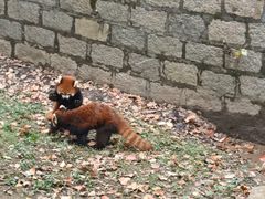 -上海野生动物园