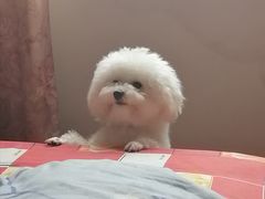 -翊宠yipet猫狗购宠庄园犬舍•猫舍