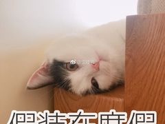 -王妈手撕烤兔