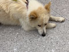 -四月宠物医院·猫专科·心脏专科·内科(转塘店)