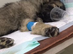 -佑安动物医院·全科·内窥镜中心(幸福巷店)