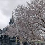 膜法世家黑加仑补水嫩肤面膜