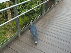 -新加坡飞禽公园