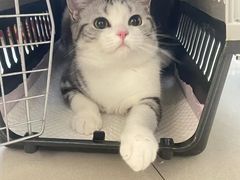 -lincat·猫舍(广州店)