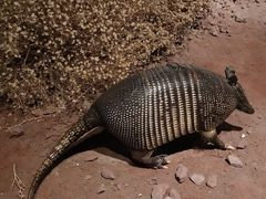 -陕西自然博物馆